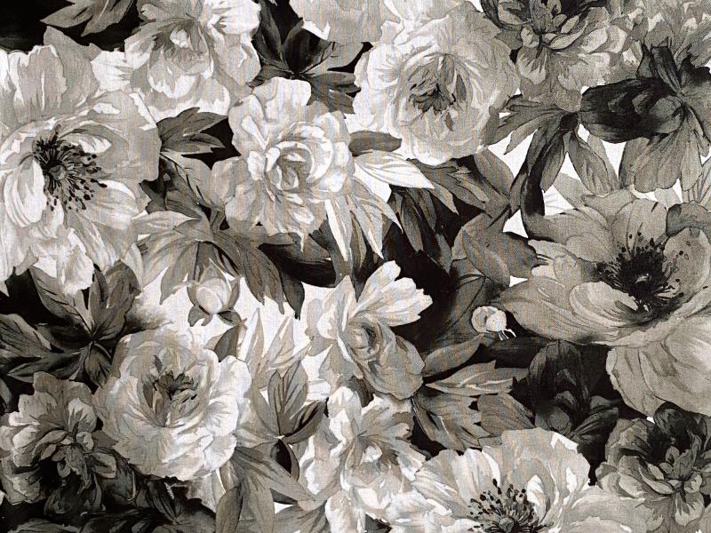 große Rosen schwarz weiß - dunkel