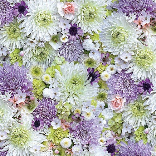 Chrysanthemen-Meer weiß lila grün