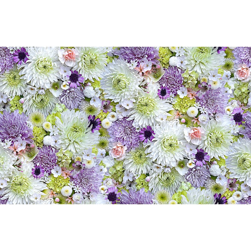 Chrysanthemen-Meer weiß lila grün