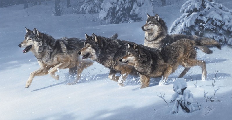 Canis Lupus - Panel Wolfsrudel im Schnee