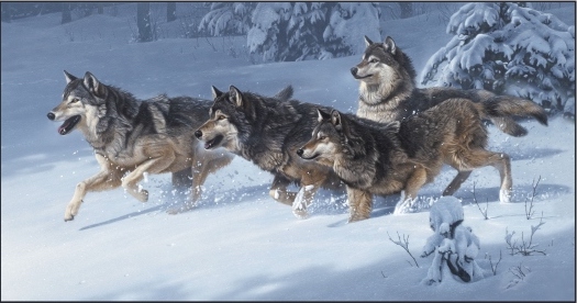 Canis Lupus - Panel Wolfsrudel im Schnee