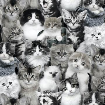 Süße kleine Katzen in grau