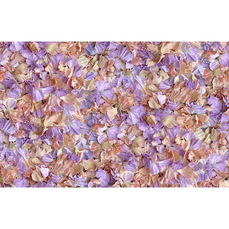 Meer von Blütenblättern in lila apricot