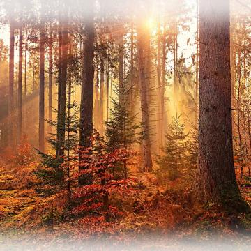 Herbstwald im Morgenlicht -  Panel
