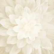 Ivory - Dream Big Panel