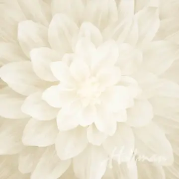 Ivory - Dream Big Panel