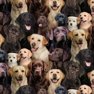 Labradors - Best Friends