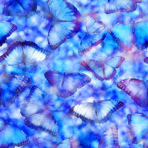 blaue Schmetterlinge  - ein Sommertraum