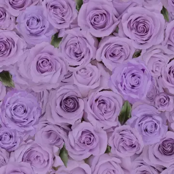 Love Letter - Rosen purple