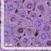 Love Letter - Rosen purple