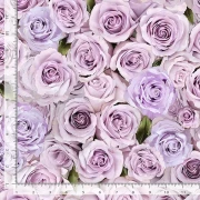Love Letter - Rosen rosé lila