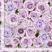Love Letter - Rosen rosé lila
