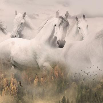 Panel "Weiße Pferde"