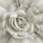Ivory - Dream Big Rose Panel