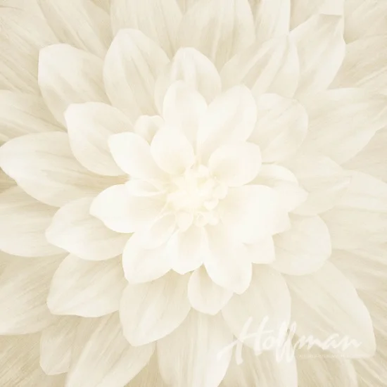 Ivory - Dream Big Panel